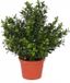 Merkloos Kunstplant Buxus - groen - in pot - 31 cm