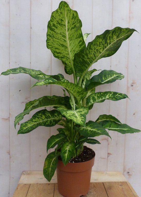 Warentuin Natuurlijk Decoratief Beeld - Kamerplant Dieffenbachia - Kunststof - Groen