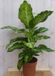 Warentuin Natuurlijk Decoratief Beeld - Kamerplant Dieffenbachia - Kunststof - Groen