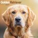 Avonside Golden Retriever Kalender 2027