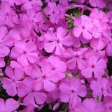 Arborix Phlox 6 x Phlox 'Mac Daniel's Cushion' - Vlambloem pot 9x9cm - Compact, roze bloemen