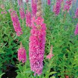 Arborix Lythrum 6 x Lythrum Salicaria 'Robert'- Kattestaart pot 9x9cm