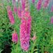 Arborix Lythrum 6 x Lythrum Salicaria 'Robert'- Kattestaart pot 9x9cm