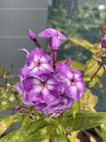 GRDplanten Groendecor Tuinarchitectuur 6x Vlambloem - Phlox (p) 'Laura' | 9x9 cm pot