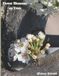 Flower Blossoms on Trees: Coffee Table Book