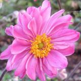Arborix Anemone 6 x Anemone Hybrida 'Pamina' - Japanse Anemoon pot 9x9 cm