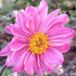 Arborix Anemone 6 x Anemone Hybrida 'Pamina' - Japanse Anemoon pot 9x9 cm