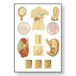 3B Scientific V2044M leertafel, kreeft