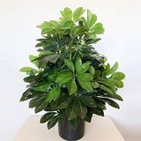 Wellhome Kunstplant met bloempot groen 60 cm hoog
