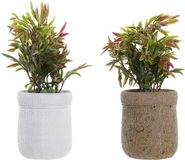 DKD Home Decor Decoratieve plant Bruin Wit Groen EVA PE (16 x 16 x 21 cm) (2 Stuks)