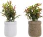 DKD Home Decor Decoratieve plant Bruin Wit Groen EVA PE (16 x 16 x 21 cm) (2 Stuks)
