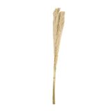 Natuurlijke levering Pampa 3 stuks 115 cm