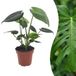 Green boutiQ Monstera Deliciosa Gatenplant - 1 Plant - Pot 12cm - Hoogte 30cm