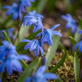 Green boutiQ - 100x Scilla Siberica - Siberische sterhyacint - Blauw