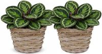 Mega Collections panier à plantes Koudum - 2x - rotin - D35 x H25 cm - brun clair/gris
