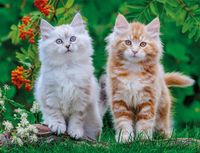 Nathan Legpuzzel Siberische Kittens 2000 Stukjes