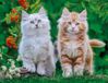 Nathan Legpuzzel Siberische Kittens 2000 Stukjes