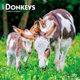 Donkeys BrownTrout Donkeys - Esel 2027 - 16-Monatskalender