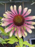 GRDplanten Groendecor Tuinarchitectuur 6x Zonnehoed - Echinacea purpurea 'Green Twister' | 9x9 cm pot