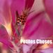 Petites Choses