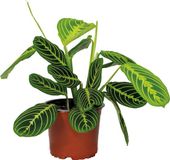 Bloomique Maranta Lemon Lime Gebedsplant Hangplant Kamerplant Luchtzuiverend Diervriendelijk Hoogte 10-20 cm Pot 12 cm