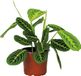 Bloomique Maranta Lemon Lime Gebedsplant Hangplant Kamerplant Luchtzuiverend Diervriendelijk Hoogte 10-20 cm Pot 12 cm