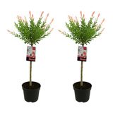 Bloomique - Set van 2 - Salix Integra Flamingo - Bonte Wilg - Tuinplanten - Winterhard - Hoogte 80-100 cm - Pot 19cm