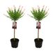 Bloomique - Set van 2 - Salix Integra Flamingo - Bonte Wilg - Tuinplanten - Winterhard - Hoogte 80-100 cm - Pot 19cm