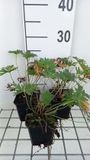 GRDplanten Groendecor Tuinarchitectuur 6x Ooievaarsbek - Geranium prat. 'Mrs. Kendall Clark' | 9x9 cm pot