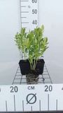 GRDplanten Bol 6x Vuurwerkplant - Dictamnus alb. 'Albiflorus' | 9x9 cm pot