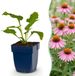 Green boutiQ Vasteplant Echinacea purp. Magnus Zonnehoed Roze 24 Planten Pot 11cm