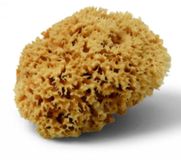 Schuller Natuurspons Natuurlijke spons, 12 cm