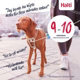 Halti Harnais anti-traction pour chien - Pour éviter que votre chien ne tire sur la laisse. Réglable et léger. Harnais d'éducation canin réfléchissant pour petit chien (Taille S, Bleu Cobalt)