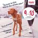 Halti Harnais anti-traction pour chien - Pour éviter que votre chien ne tire sur la laisse. Réglable et léger. Harnais d'éducation canin réfléchissant pour petit chien (Taille S, Bleu Cobalt)