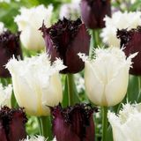 Green boutiQ - 120x Tulipa Breakdance mix