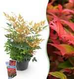 Plantenboetiek.nl Nandina Gulfstream Oranje Groenblijvend Weinig Onderhoud Ø17cm 35-45cm hoog Tuinplant