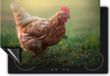 Chefcare Inductie Beschermer Kip in het Gras - 77x59 cm - Multicolor