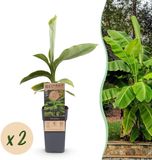 Pflanzenboutique Plantenboetiek.nl | Musa Basjoo - Bananenboom - Winterhard - Groen - 2 Planten - Ø15cm - 40-50cm hoog - Tuinplant