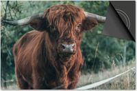 Dietrix Inductie Beschermer - 65x52 cm - Schotse Hooglander 11 - Close up jong beest