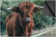 Dietrix Inductie Beschermer - 65x52 cm - Schotse Hooglander 11 - Close up jong beest
