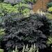 Arborix Actaea simplex 'Hillside Black Beauty' Pot 9x9cm