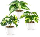 Merkloos PASCH Set van 3 kunstplanten als echt (18 cm) in onbreekbare melamine potten