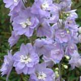 Arborix Delphinium 'Camelliard' - Ridderspoor Pot 9x9 cm - Blauwe Bloemtrossen