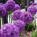 6x Allium hybrida 'Globemaster'® Pot 9x9cm