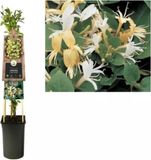 Van der starre KLIMPLANT LONICERA HALL PROLIFIC - JAPANSE KAMPERFOELIE