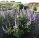 Arborix Vitex Agnus Castus - Vitex 30-40 cm in pot
