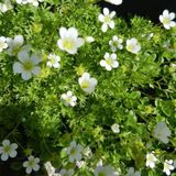 Arborix Saxifraga 6 x Saxifraga 'White Pixie' - Steenbreek pot 9x9cm