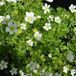 Arborix Saxifraga 6 x Saxifraga 'White Pixie' - Steenbreek pot 9x9cm