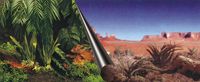 Aqua Della - Aquarium Poster Achterwand Jungle & Desert 60x30cm