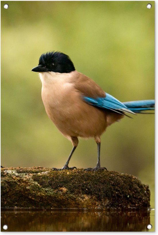 GreatGardenPosters Tuinposter - Vogel - Water - Mos - Natuur - Blauw - 60x90 cm - PVC - Tuindecoratie